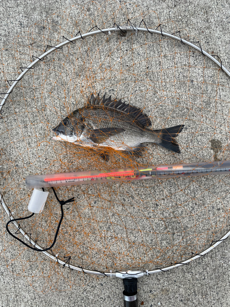 いつもの場所で、いつものフカセ釣り!