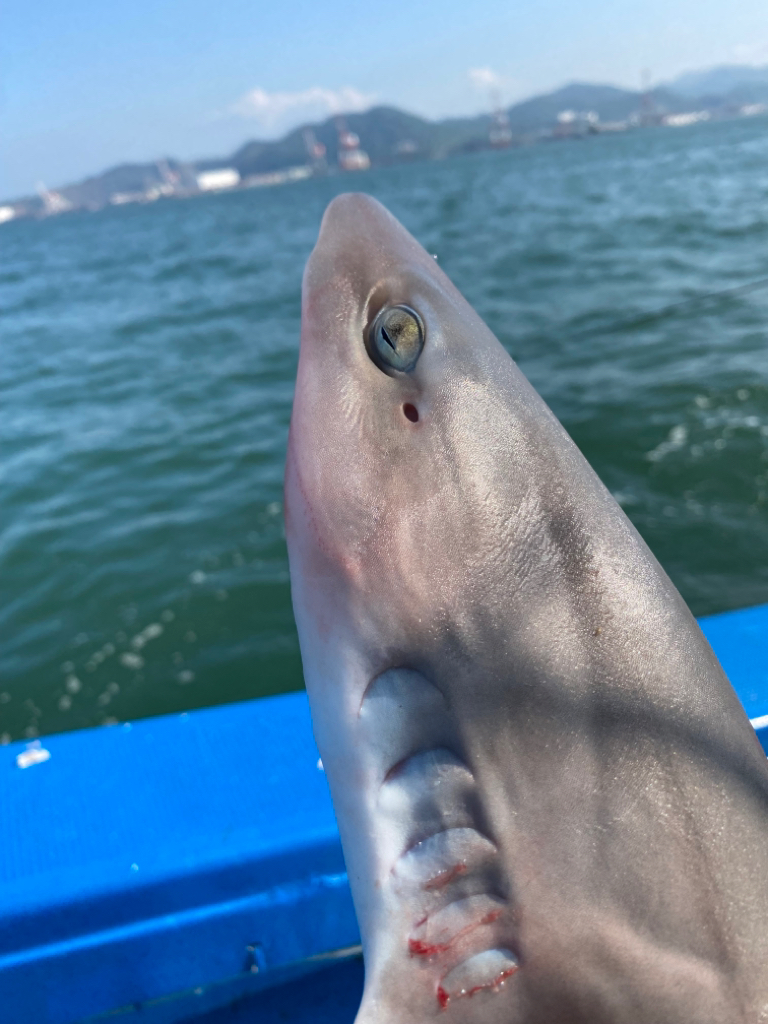 関門一つテンヤ