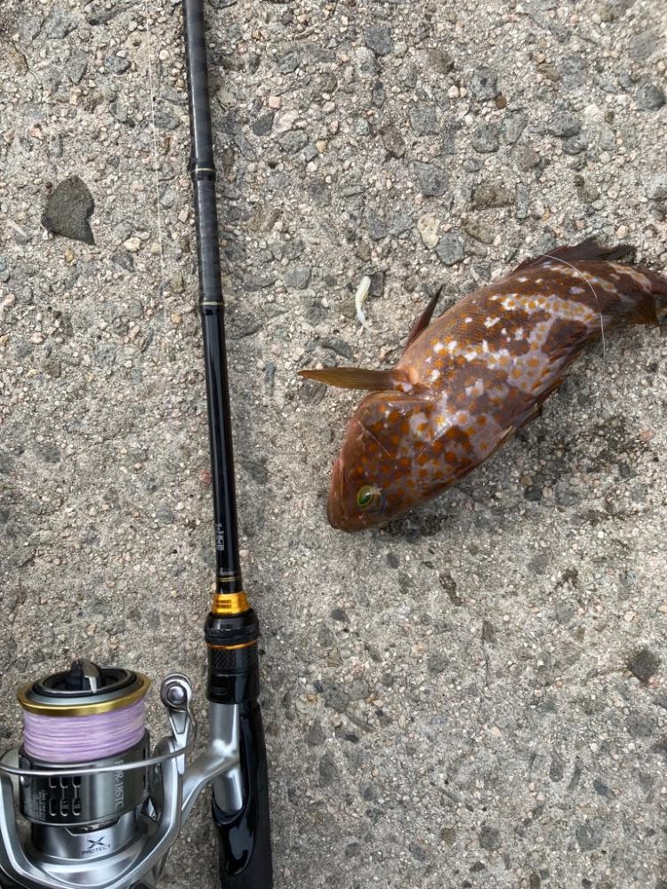 初夢みなと公園でデカキジハタ!