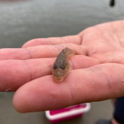 新子ハゼ釣り