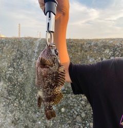 タケノコメバルの穴釣り