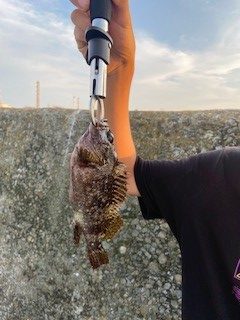 タケノコメバルの穴釣り