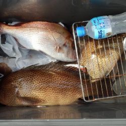 根魚狙いインチク・タイラバ