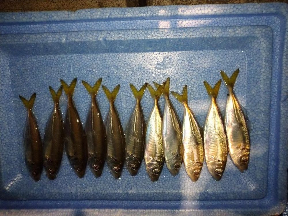 今夜も豆アジング