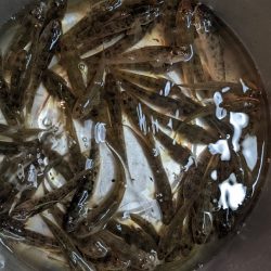 今期の旧中はいいです