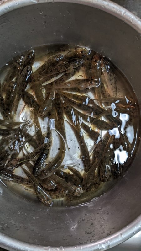 今期の旧中はいいです