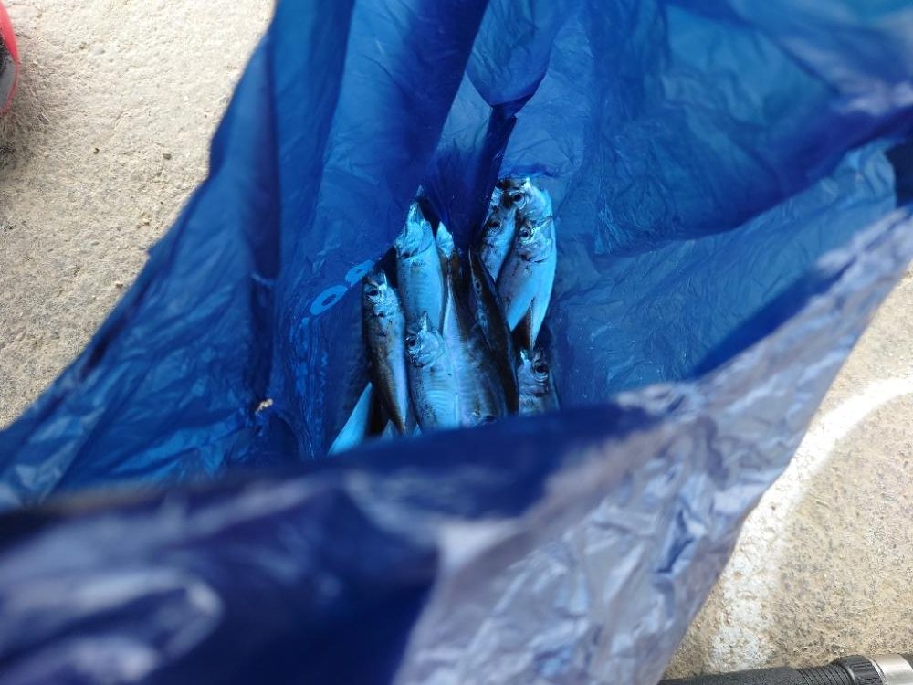 餌なしサビキにて