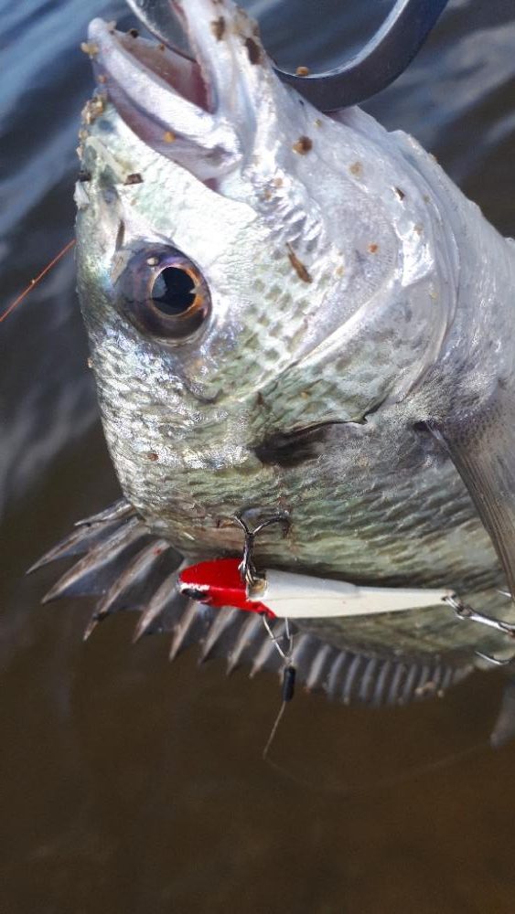 ウェーデイングチニング