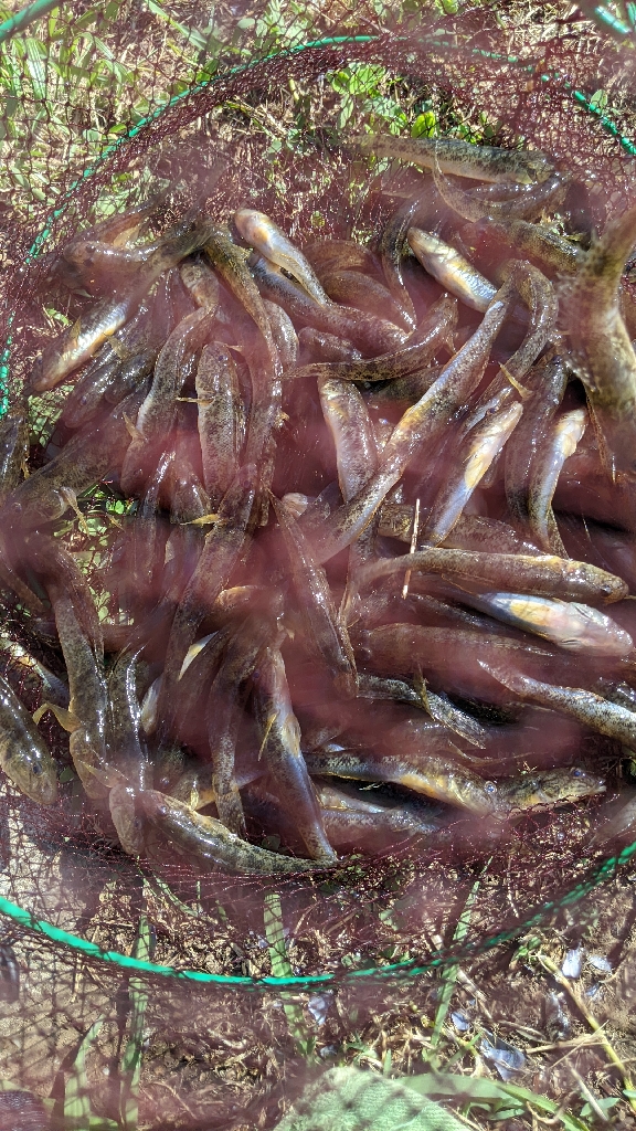 今年の旧中はかなりいい