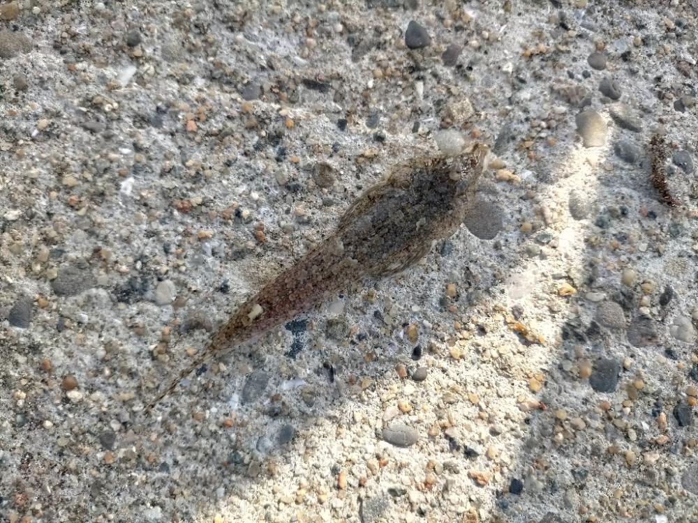 シロギス 大漁!