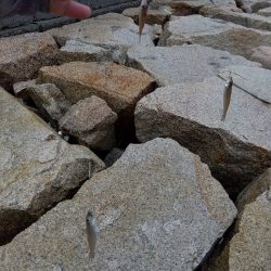 室津のキス釣り