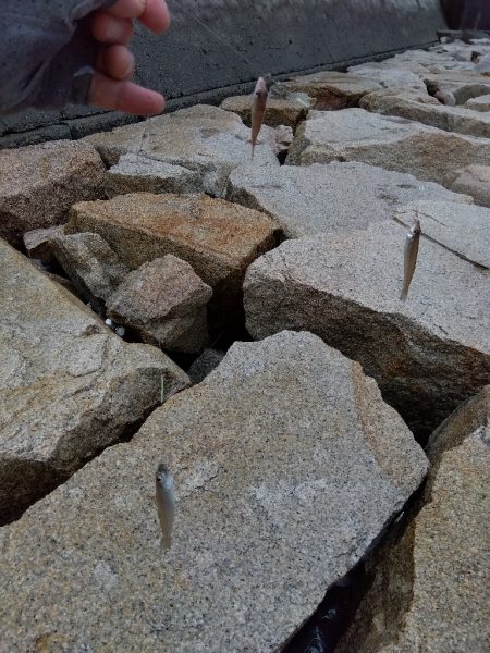 室津のキス釣り