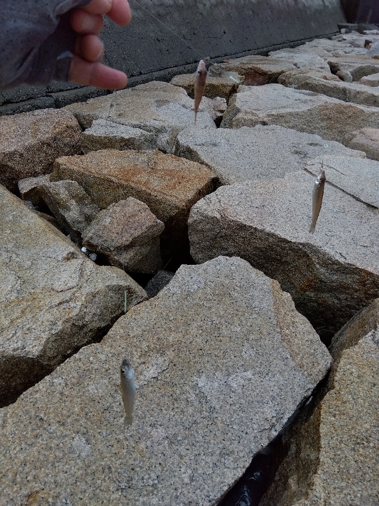 室津のキス釣り