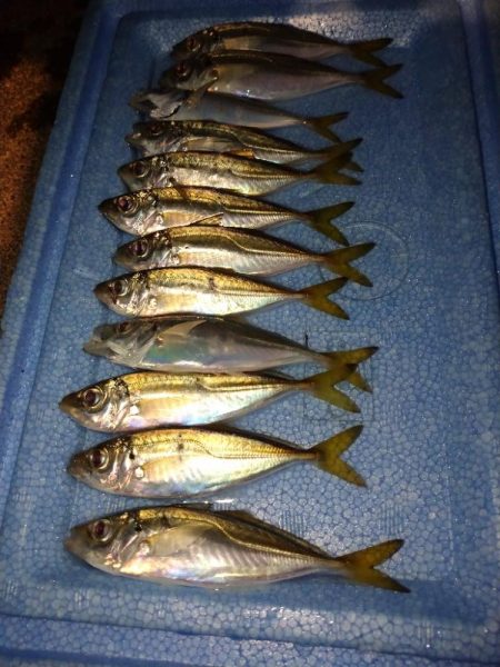 爆風豆アジング