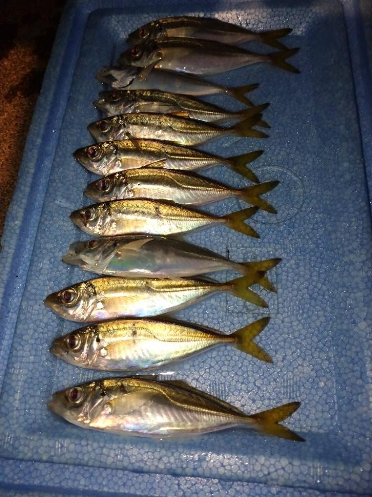 爆風豆アジング