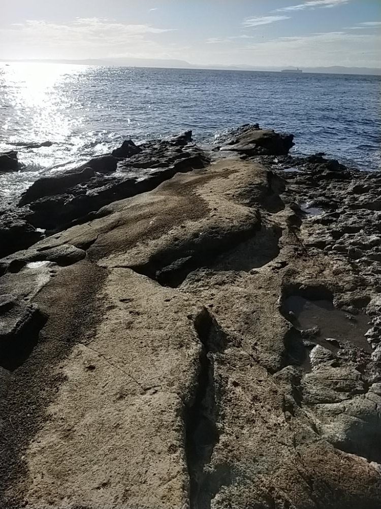 ワラサ（メジロ）今年初物！