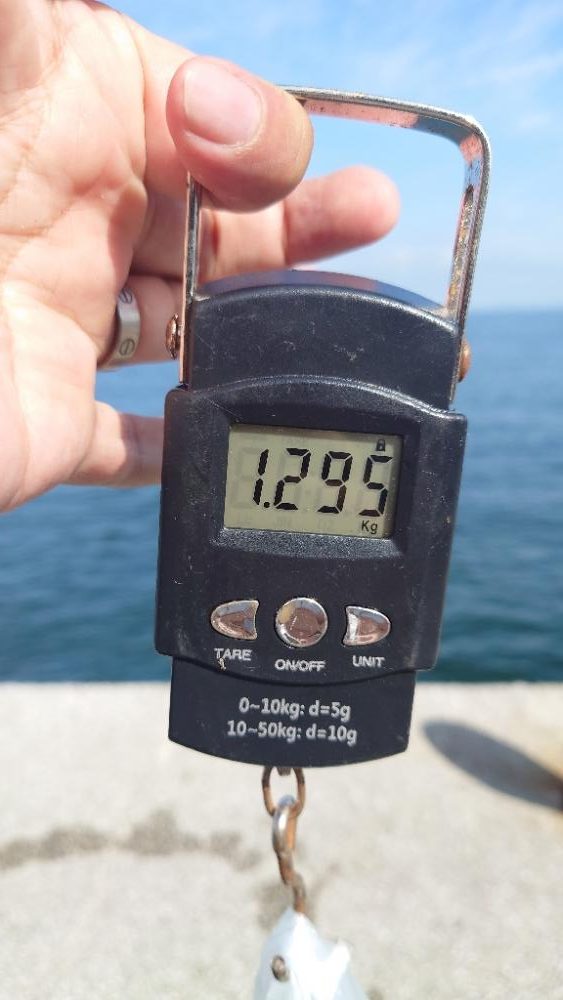 まずまずのタコゲット