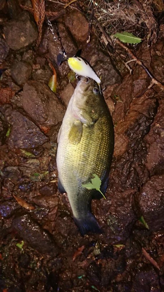 ジャッカルルアー祭り