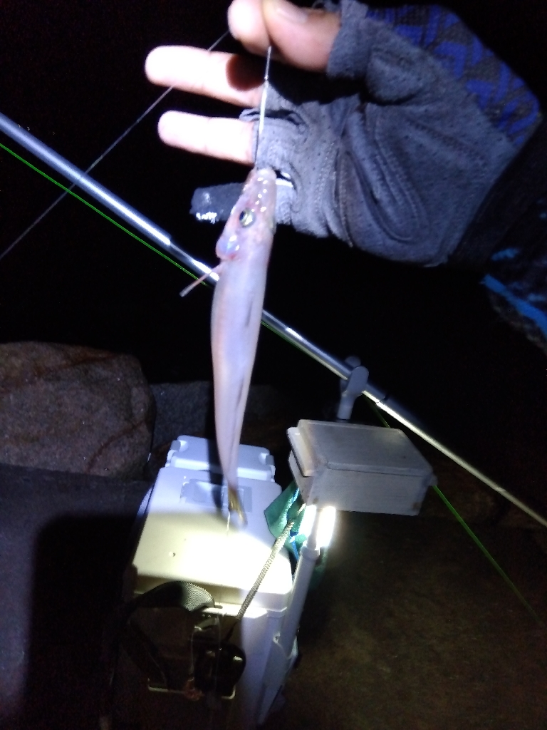 苅屋海岸のキス釣り