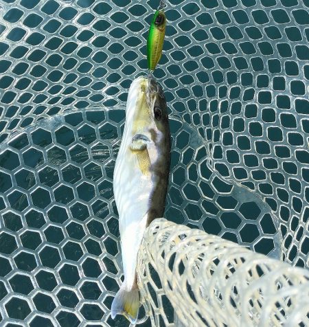 三重県レンタルボート