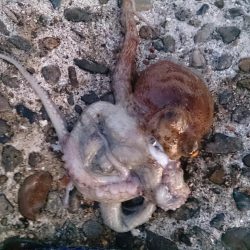 オクトパッシング