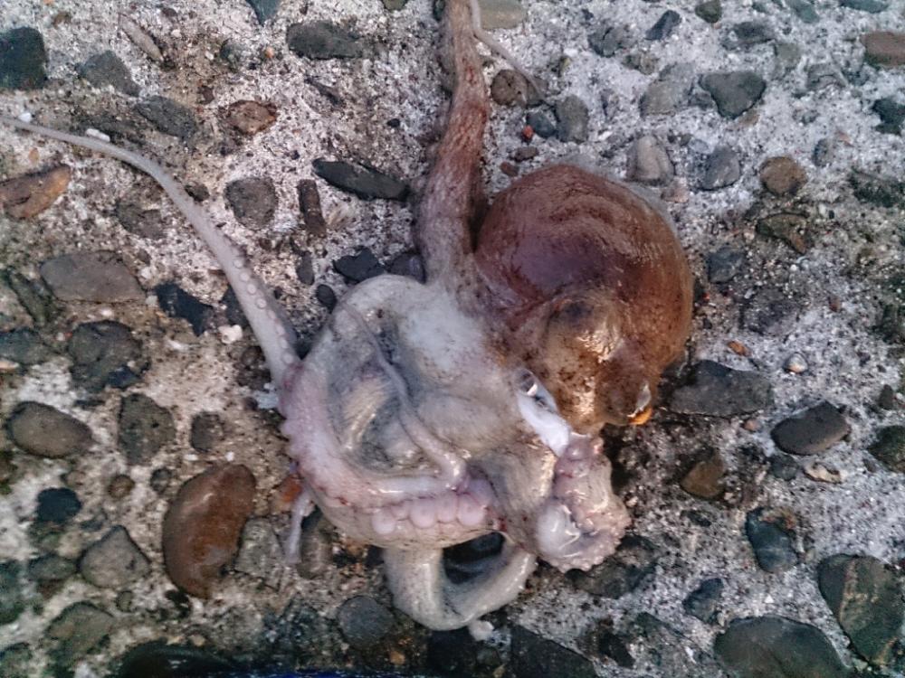 オクトパッシング