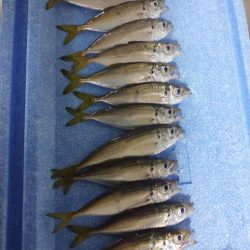 今夜も豆アジング