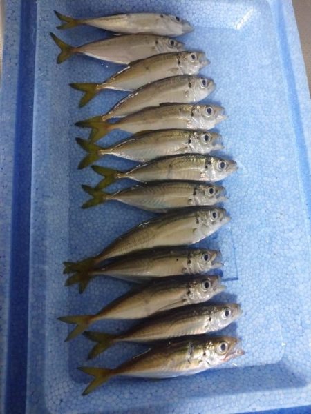 今夜も豆アジング