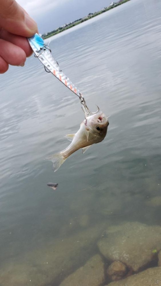 ボイルの正体はコイツ