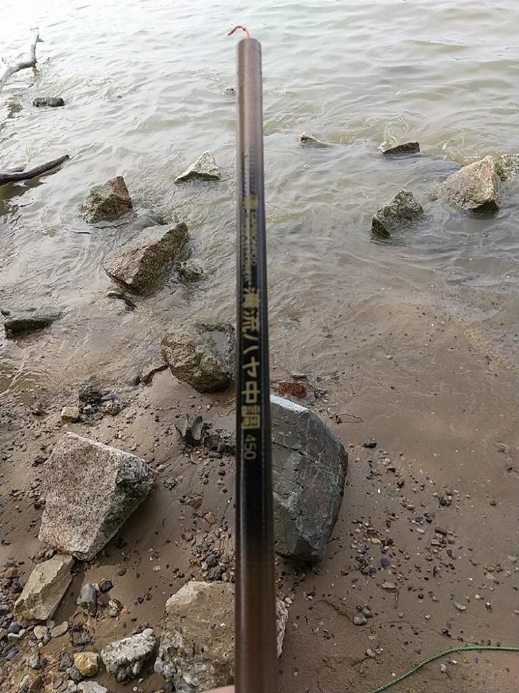 淀川手長エビのちハゼ