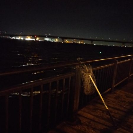 エビ撒き　アコウ