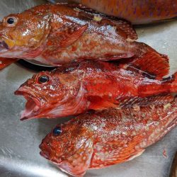 テンヤ･ルアー船 釣果