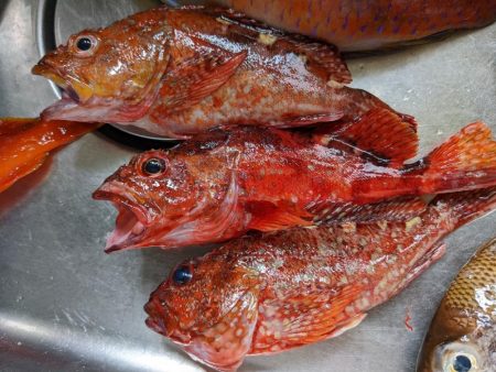 テンヤ･ルアー船 釣果