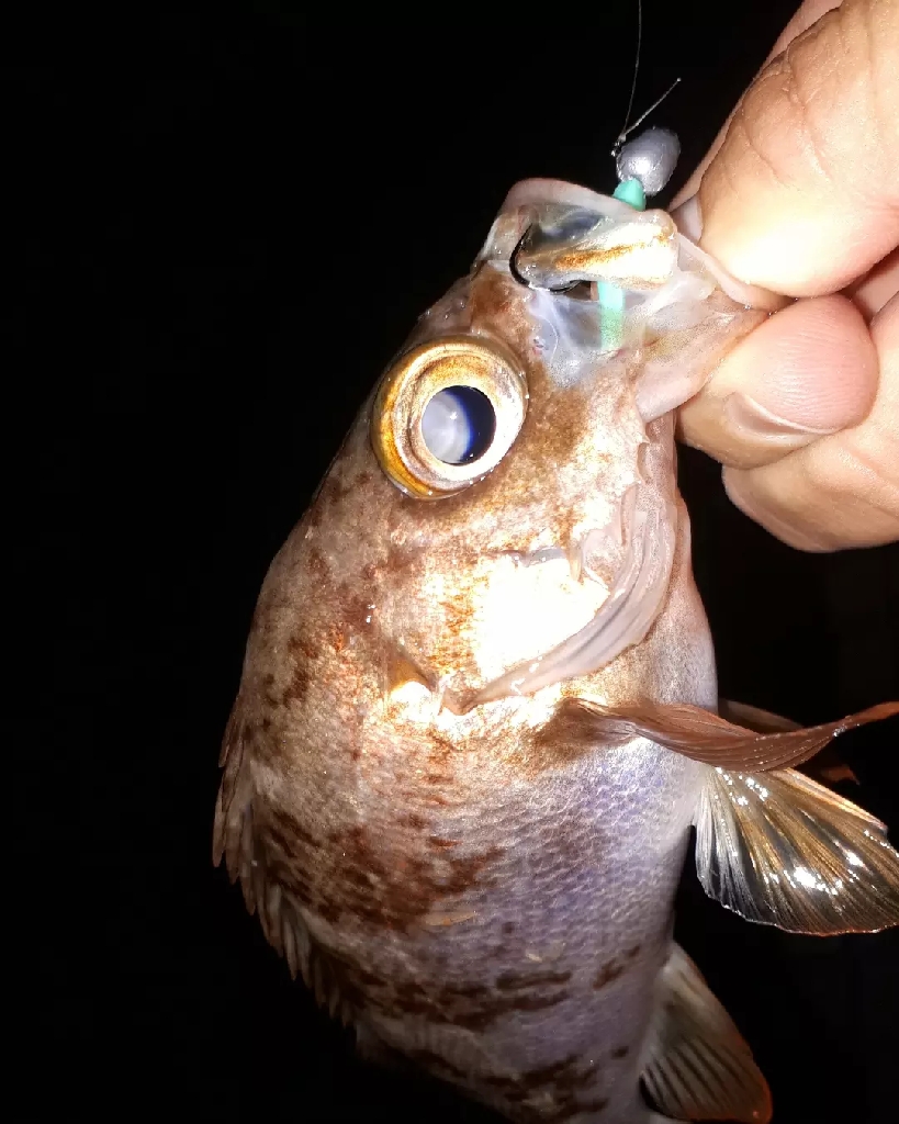 梅雨明けメバル