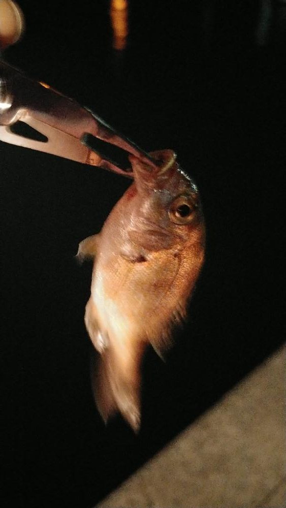 #1000スプール再テストライトソルト釣行