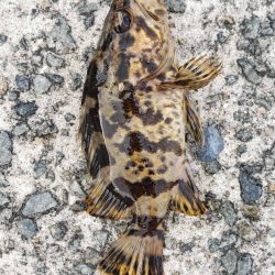 アジ探し@佐野漁港