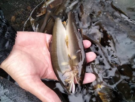 鮎釣り