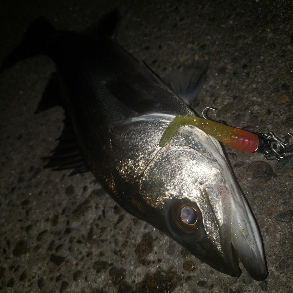 ついに！80㎝オーバー