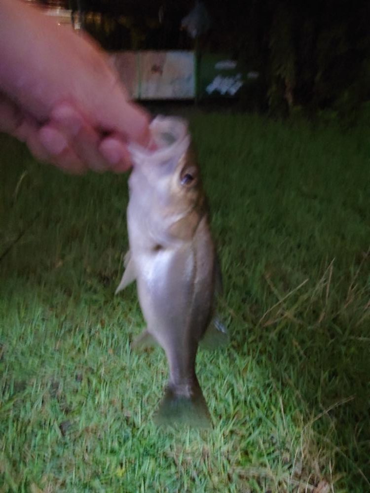 何とかチーバス1匹