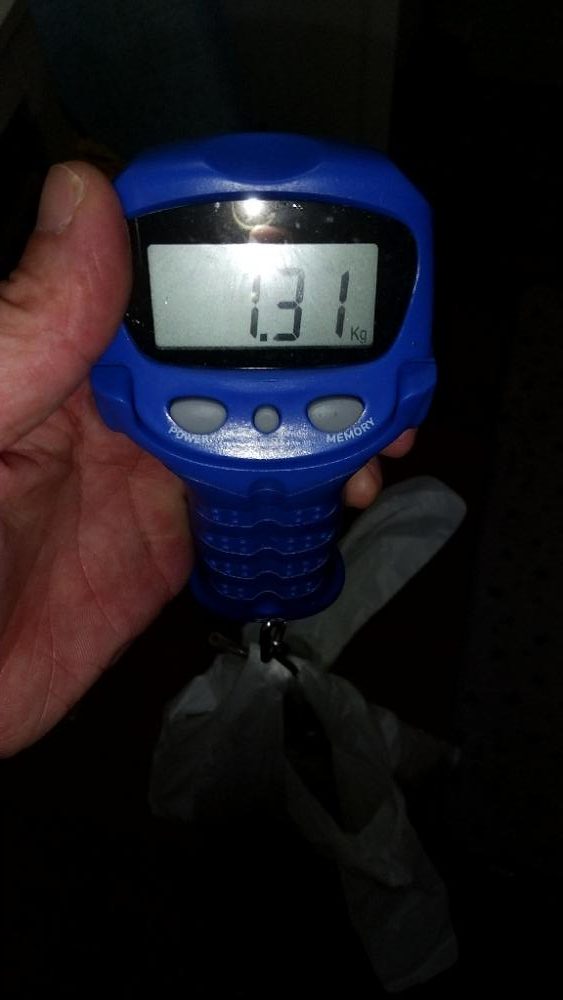 アオリイカエギング