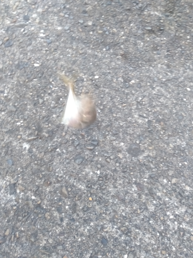 のんびりアジ釣り