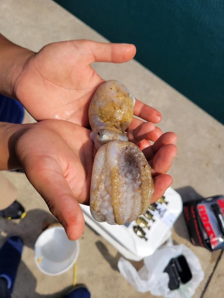 暑すぎて釣れる気がしない☀️😵💦