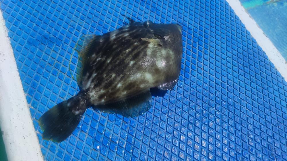 館山にてイサキコマセ釣り