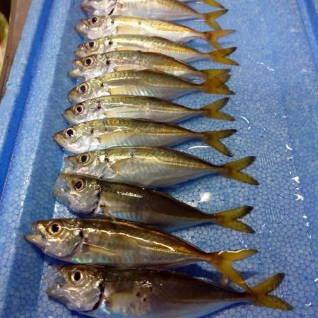 今夜もエーテルプロキシマスクイーズで豆アジ…