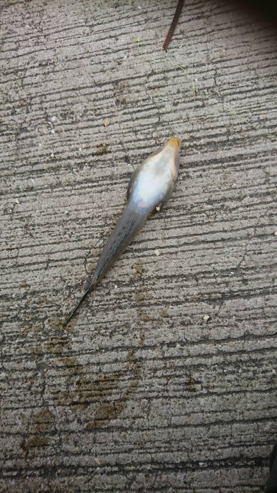 久々にキスのアタリを楽しみました♪