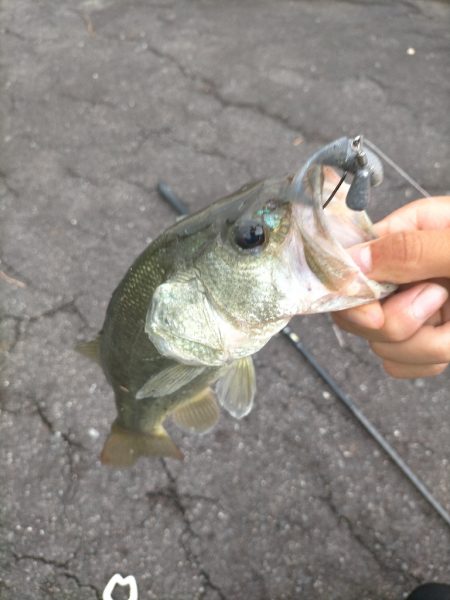 シーバスタックルでバス!!