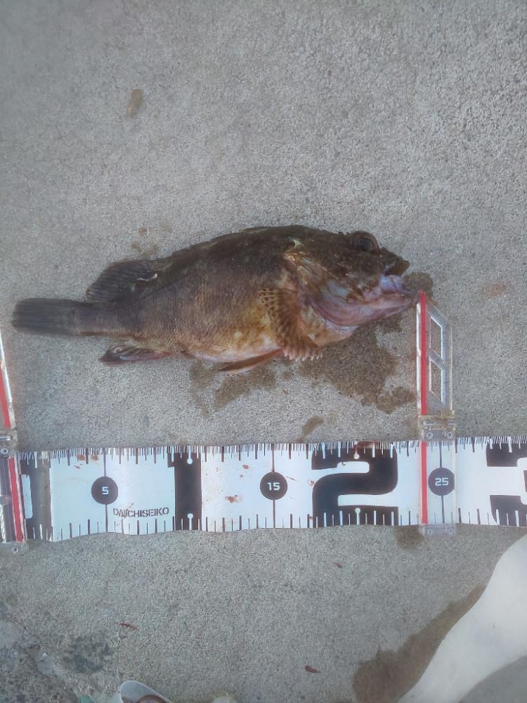 ﾀﾞｲｿｰｼﾞｸﾞ良い仕事しますね〜