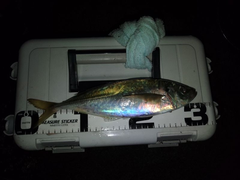 (尺アジ)フロートゲーム～