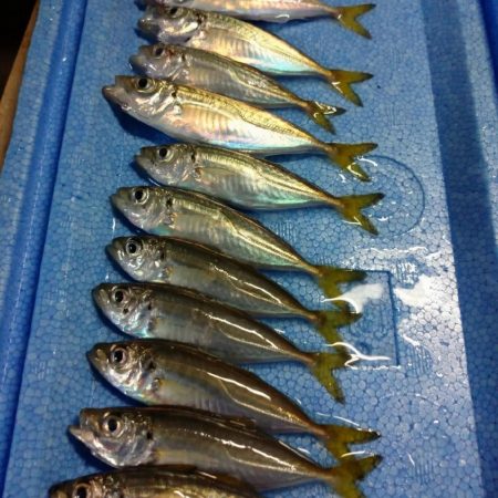 今夜も豆アジング