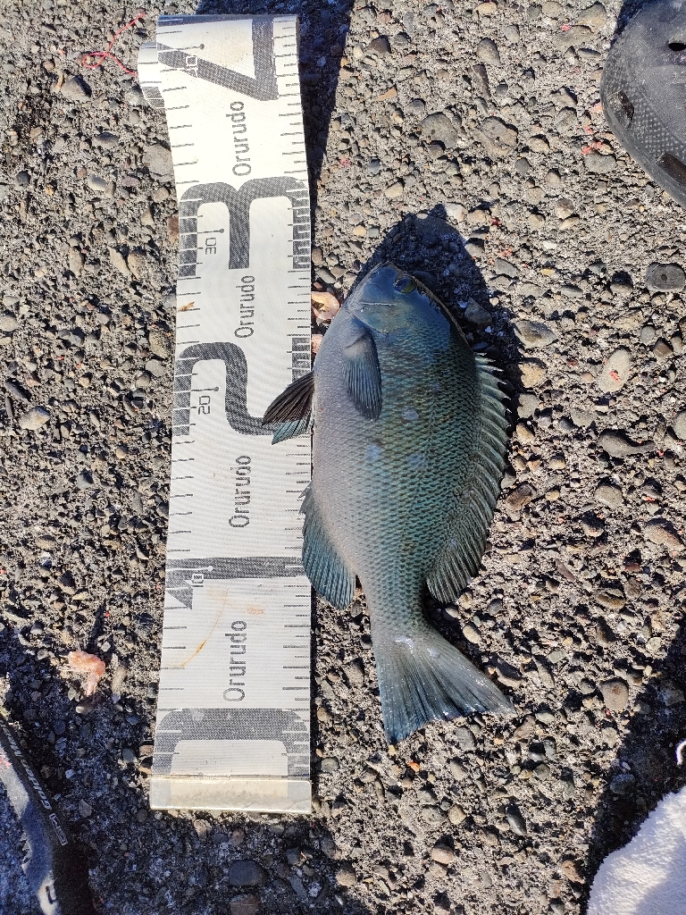 7/23釣果コロダイメイチダイグレ尺あじ